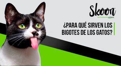 ¿Para qué sirven los bigotes de los gatos?