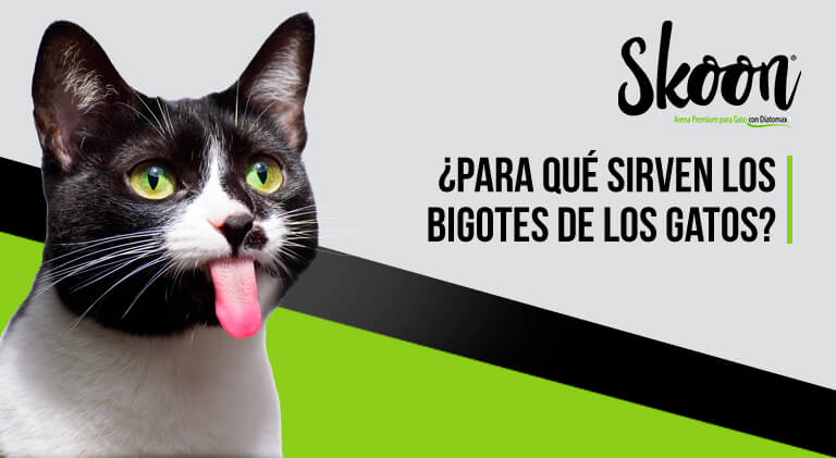 ¿Para qué sirven los bigotes de los gatos?