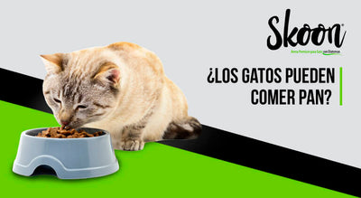 ¿Los gatos pueden comer pan?