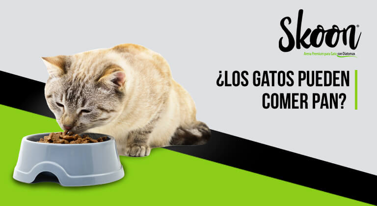 ¿Los gatos pueden comer pan?