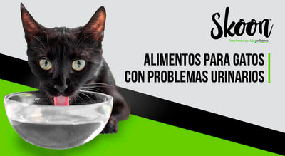 Alimentos para gatos con problemas urinarios