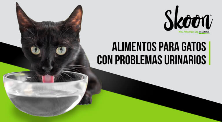 Alimentos para gatos con problemas urinarios