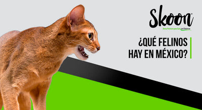 ¿Qué felinos hay en México?