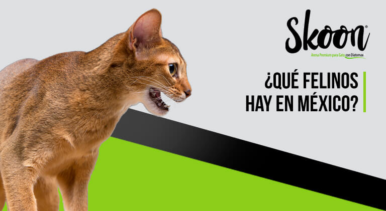¿Qué felinos hay en México?