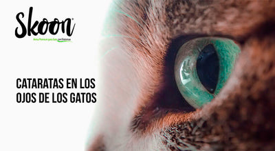 Cataratas en gatos