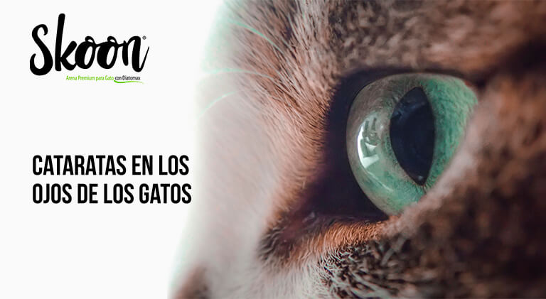Cataratas en gatos
