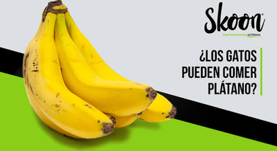 ¿Los gatos pueden comer plátano?