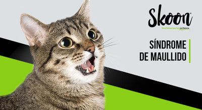 Entendiendo el síndrome de maullido de gato: ¿Qué necesitas saber?