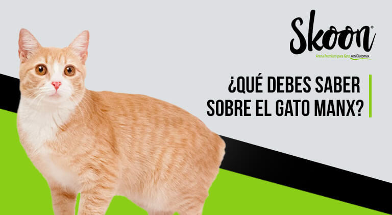 ¿Qué debes saber sobre el gato Manx?