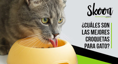 ¿Cuáles son las mejores croquetas para gato?