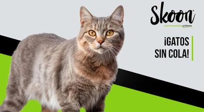 Gatos sin cola: ¿Qué raza son y por qué nacen así?
