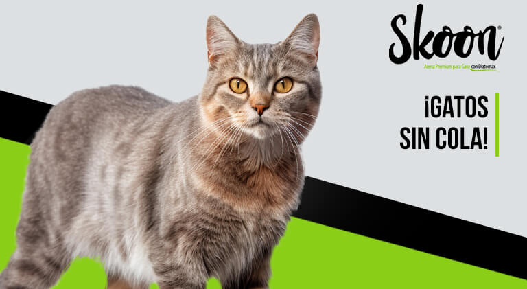Gatos sin cola: ¿Qué raza son y por qué nacen así?