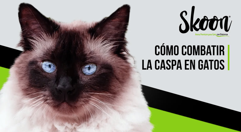 Cómo combatir la caspa en gatos: Guía completa para un pelaje saludable