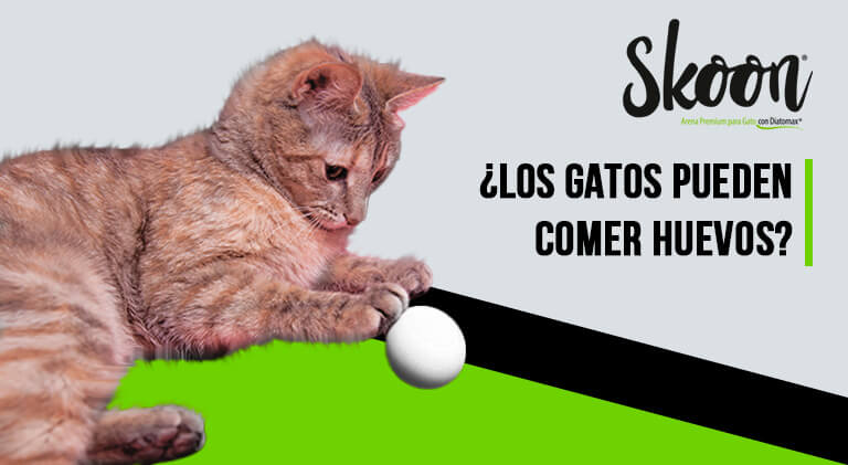 Los gatos pueden comer huevo
