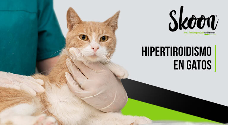 Hipertiroidismo en gatos