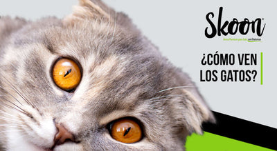 ¿Cómo ven los gatos?