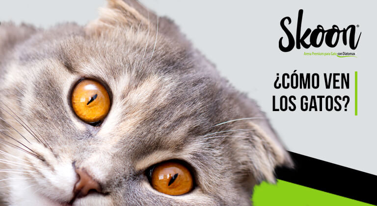 ¿Cómo ven los gatos?