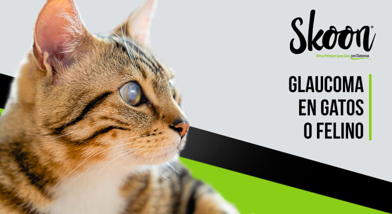 Glaucoma en gatos o felinos: Causas, síntomas y tratamiento