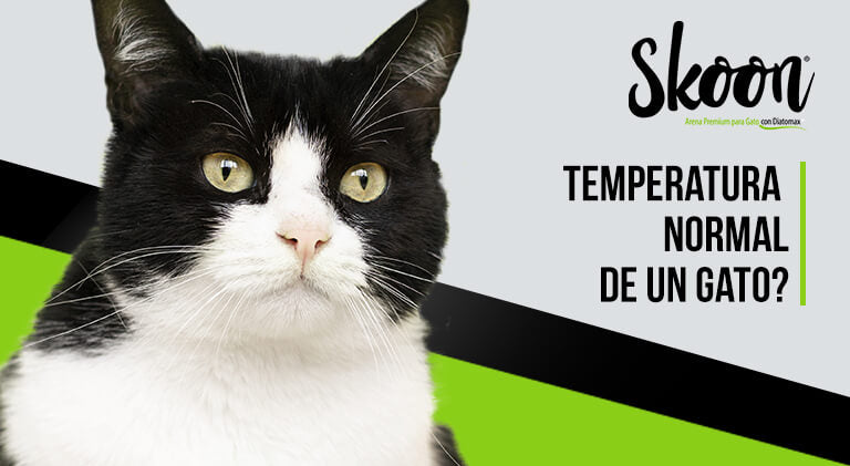 ¿Cuál es la temperatura normal de un gato?
