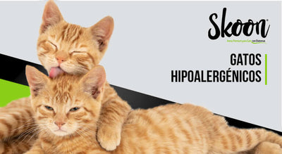 Gatos hipoalergénicos