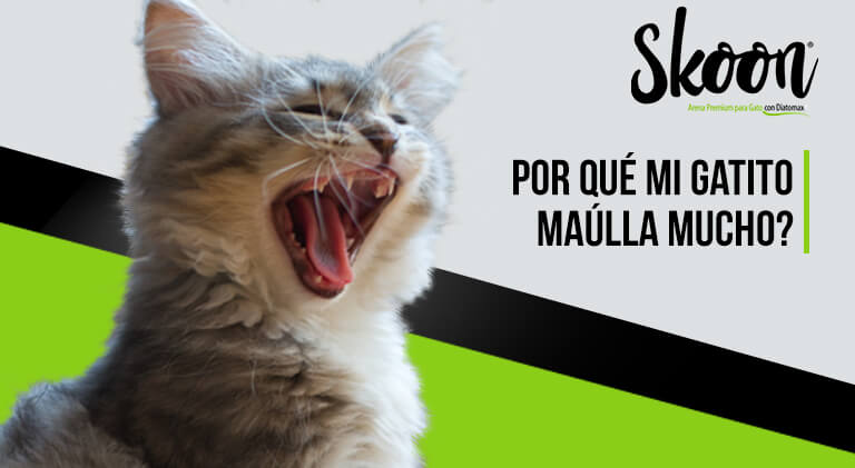 ¿Por qué mi gatito maúlla mucho? Descubre las razones y soluciones