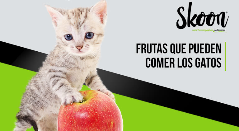 Frutas que pueden comer los gatos: Guía de alimentación