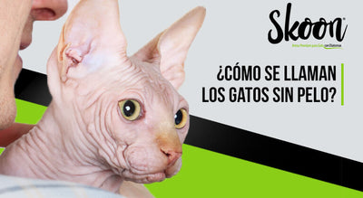 ¿Cómo se llaman los gatos sin pelo?