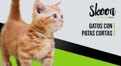 Gatos con patas cortas