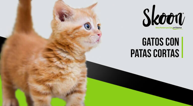 Gatos con patas cortas