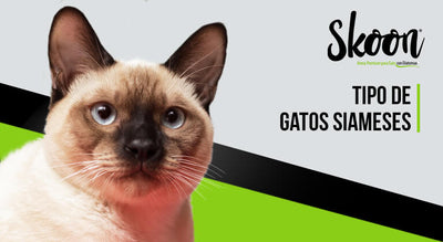 Tipo de gatos siameses