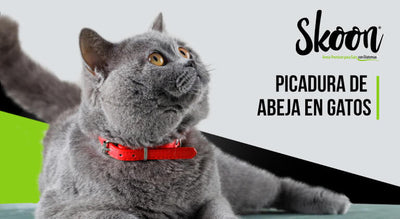Descubre qué hacer con una picadura de abeja en gatos