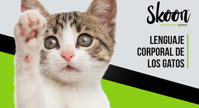Lenguaje corporal de los gatos