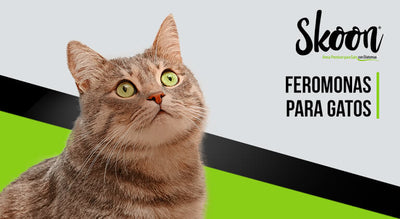 Feromonas para gatos