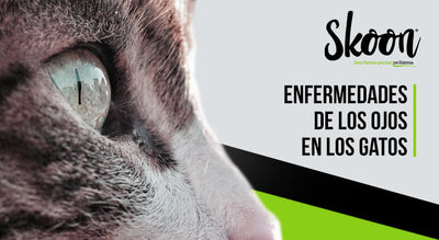 Enfermedades de los ojos en los gatos