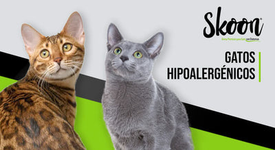 Gatos hipoalergénicos o que gatos no dan alergia