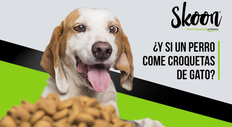 ¿Qué pasa si un perro come croquetas de gato?