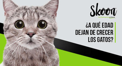 ¿A qué edad dejan de crecer los gatos?