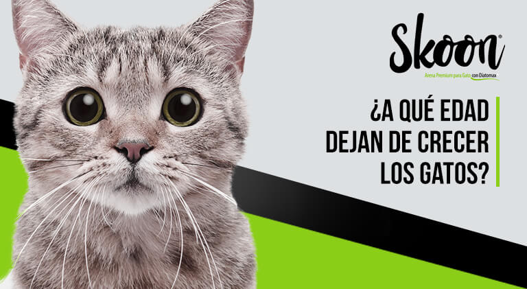 ¿A qué edad dejan de crecer los gatos?
