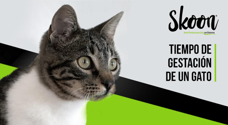 Tiempo de gestación de un gato
