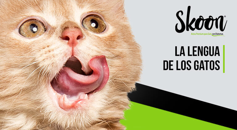 ¿Cómo es la lengua de los gatos?