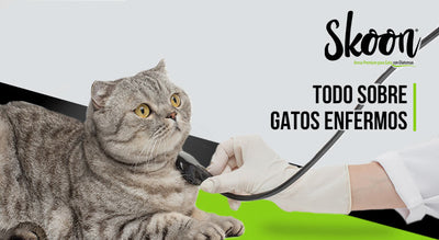 ¿Cómo saber si mi gato está enfermo?
