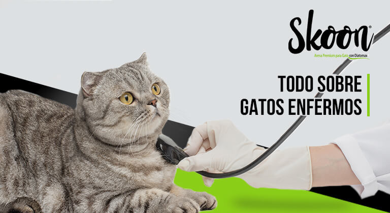 ¿Cómo saber si mi gato está enfermo?