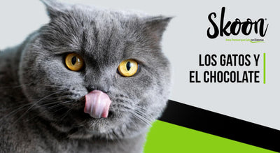 ¿Los gatos pueden comer chocolate?