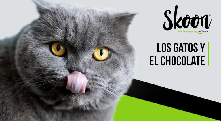 ¿Los gatos pueden comer chocolate?