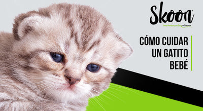 Cómo cuidar un gatito bebé