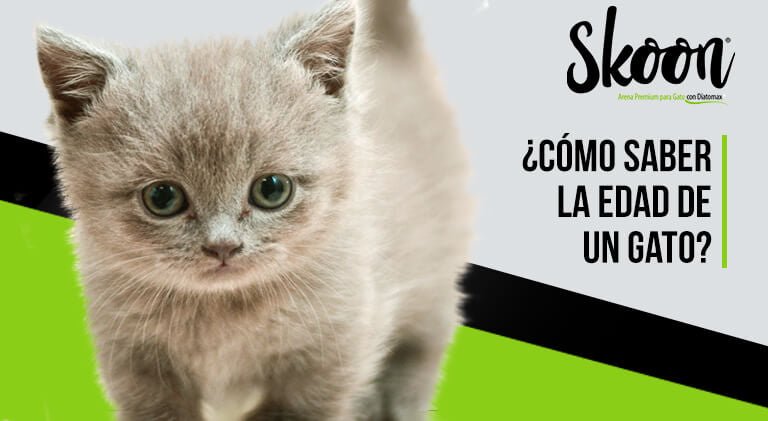 ¿Cómo saber la edad de un gato?: Consejos y técnicas útiles