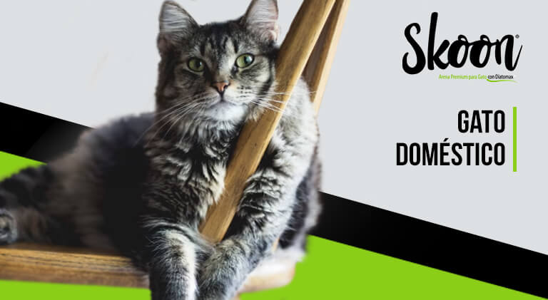 Todo sobre el gato doméstico (Felis catus): Características, cuidados y más￼