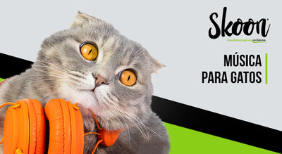 Música para gatos