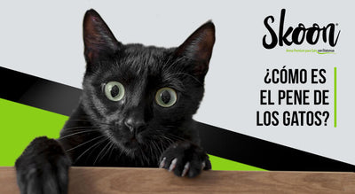¿Cómo es el pene de los gatos?