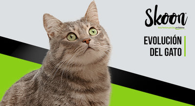 Evolución del gato: Un viaje desde la prehistoria hasta la domesticación